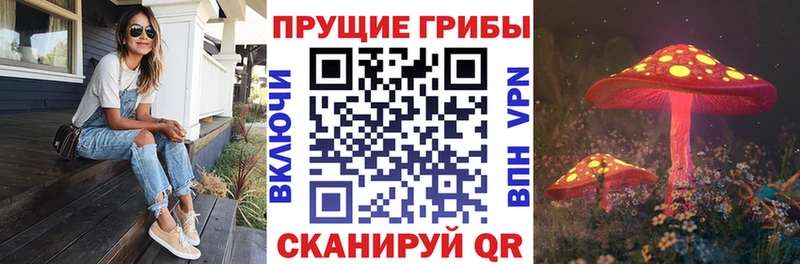 где купить   Почеп  Псилоцибиновые грибы Magic Shrooms 